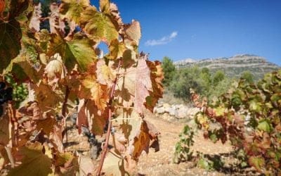 EL PRIORAT OBTÉ LA CARTA DEL PAISATGE