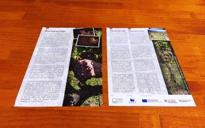 Publicamos un folleto sobre la Garnacha Roja