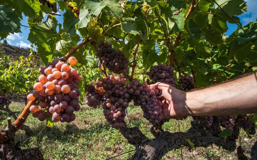 Garnatxa roja… què és?