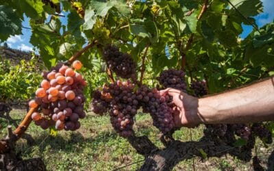Garnatxa roja… què és?