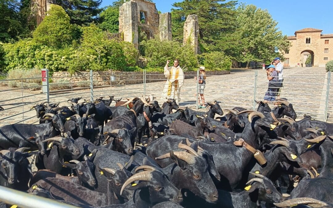 Els primers passos d’un camí que va molt més enllà de la transhumància