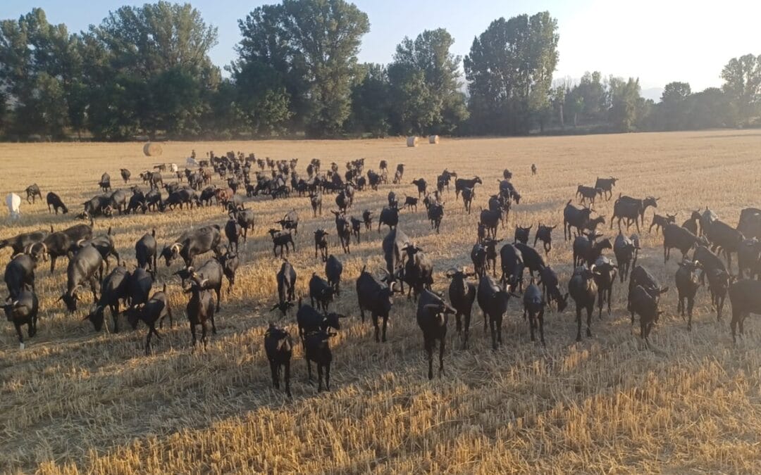 De la trashumancia a la vida en los pastos